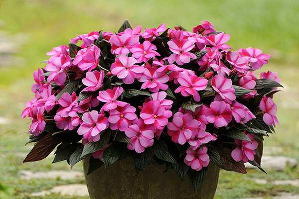 Celebration New Guinea Impatiens