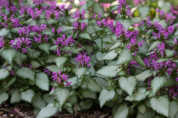 Lamium maculatum Beacon Silver