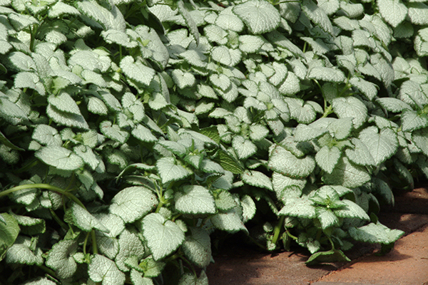 Lamium maculatum White Nancy