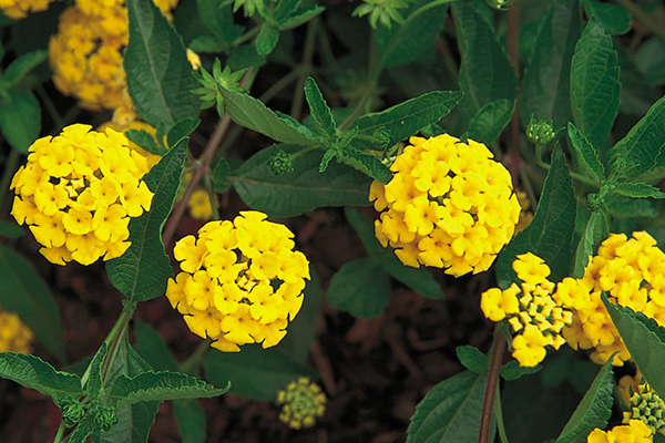 Lantana New Gold