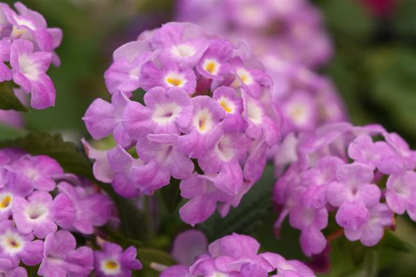 Lantana Purple Falls