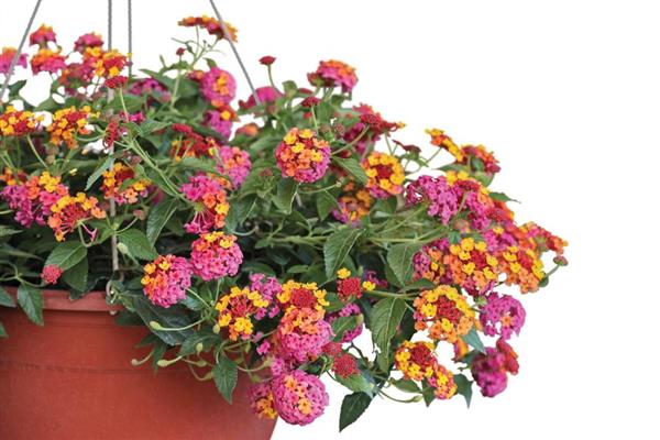 Lantana PassionFruit