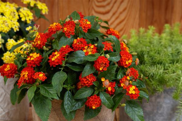 SunDance™ Lantana