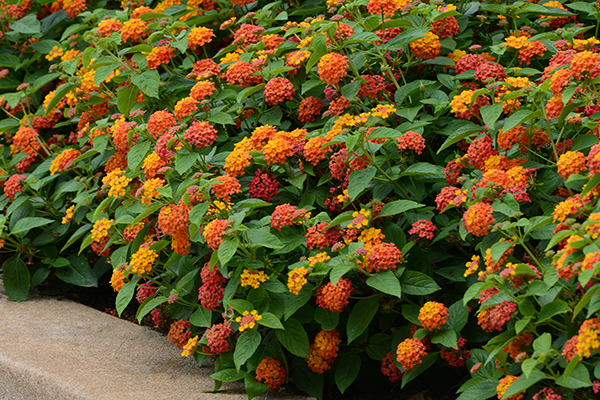 Lucky™ Lantana