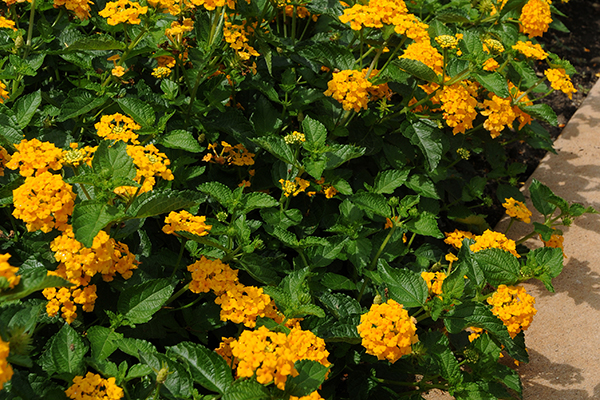 Landmark™ Lantana