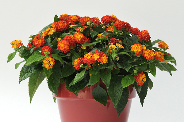 Little Lucky™ Lantana