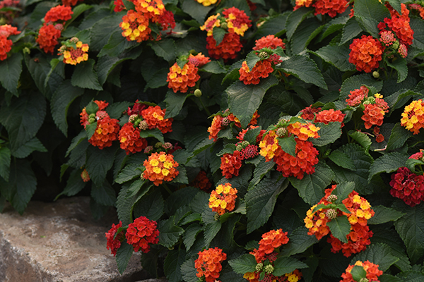 Bloomify™ Lantana