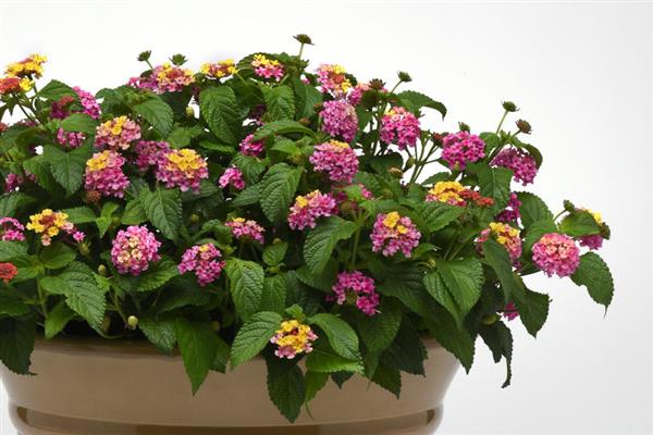 Shamrock™ Lantana