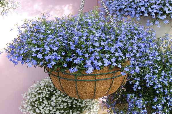 Waterfall™ Lobelia