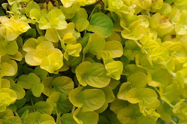 Lysimachia nummularia Goldilocks