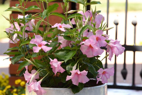 Tourmaline Bush Mandevilla