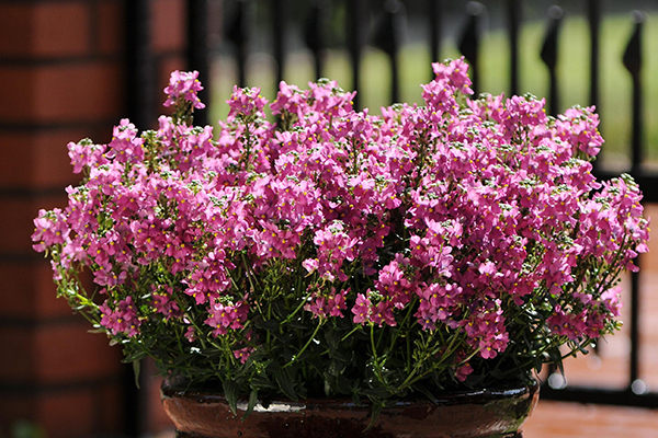 Aromatica™ Nemesia