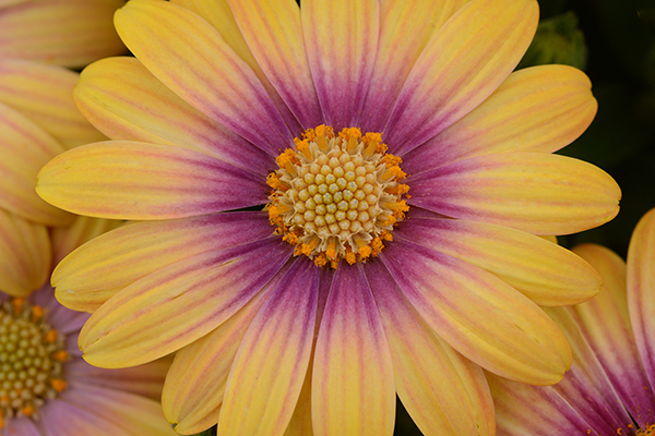 Osteospermum Blushing Beauty