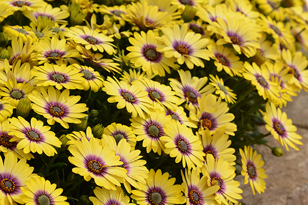 Osteospermum Blue Eyed Beauty