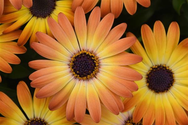 Osteospermum Sunshine Beauty