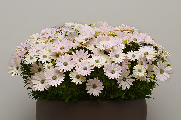 Serenity™ Osteospermum