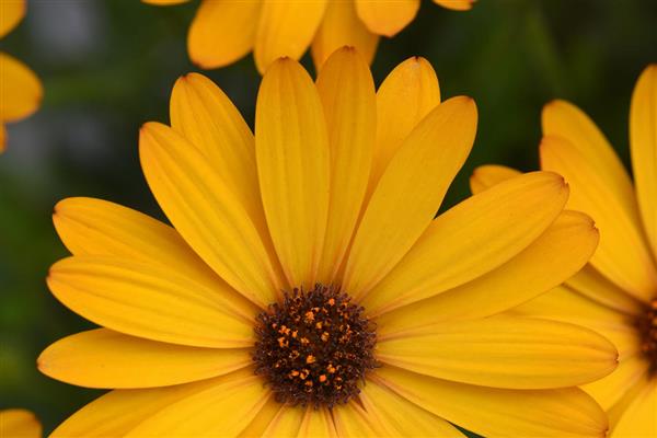 Osteospermum Voltage™ Gold