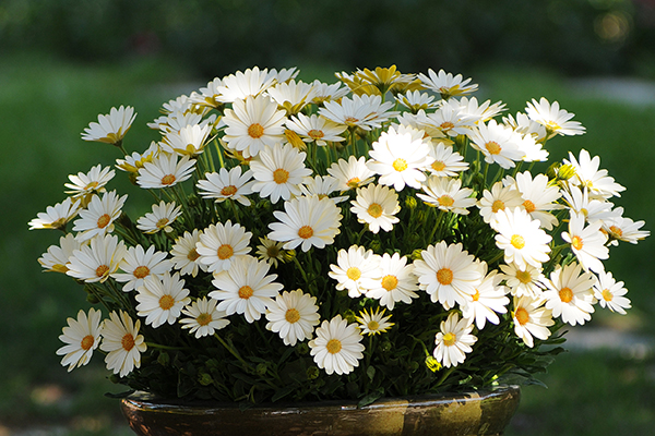 Osteospermum Voltage™ White