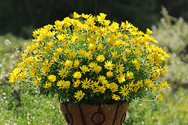 Osteospermum Voltage™ Yellow