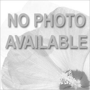 Petunia Rhythm And Blues