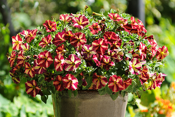 Petunia Cha-Ching Cherry