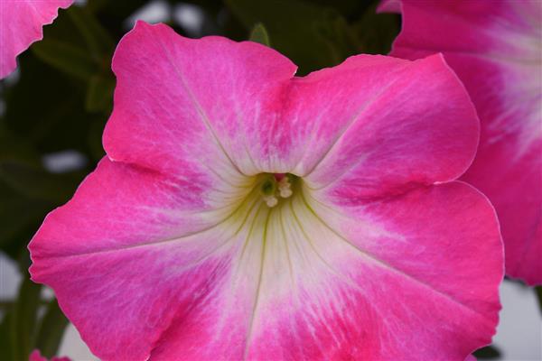 Petunia Pinkceptional