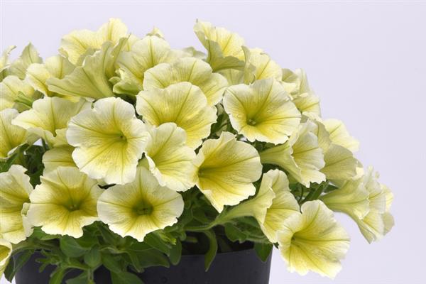 CannonBall™ Petunia