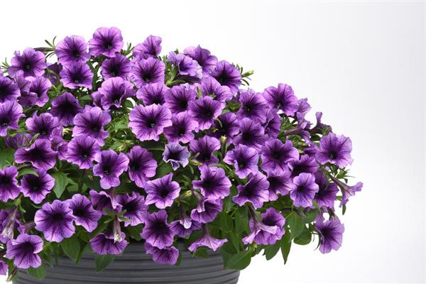 SureShot™ Petunia