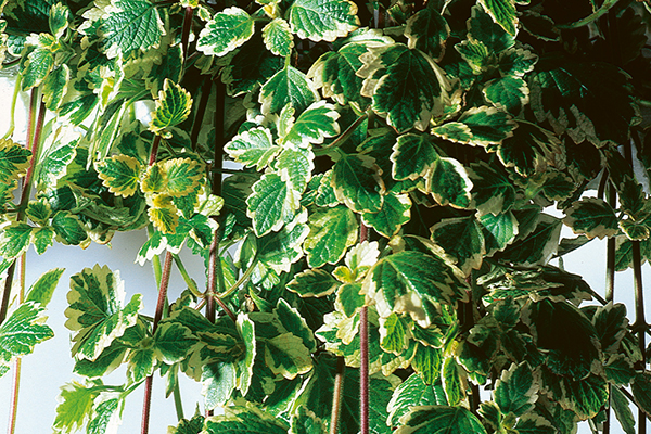 Plectranthus Variegata