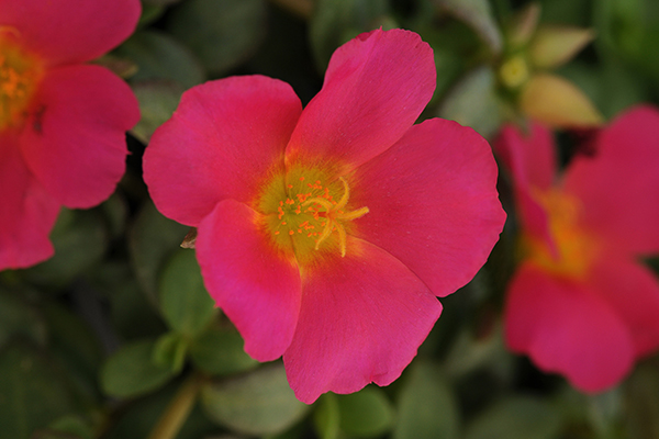 RíoGrande™ Purslane