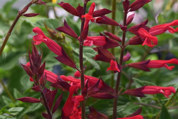 Salvia Roman Red