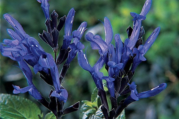 Salvia Black & Blue