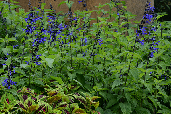 Salvia Black & Bloom