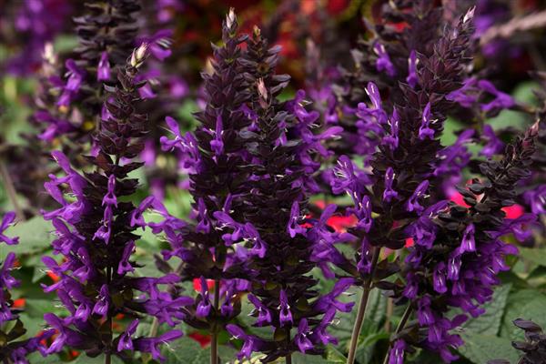 Salvia Purple & Bloom