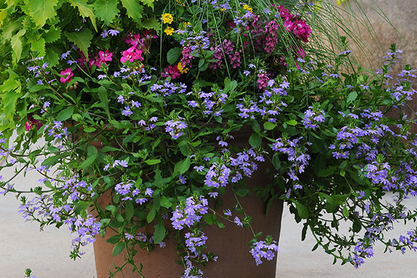 Scaevola Blue Fan