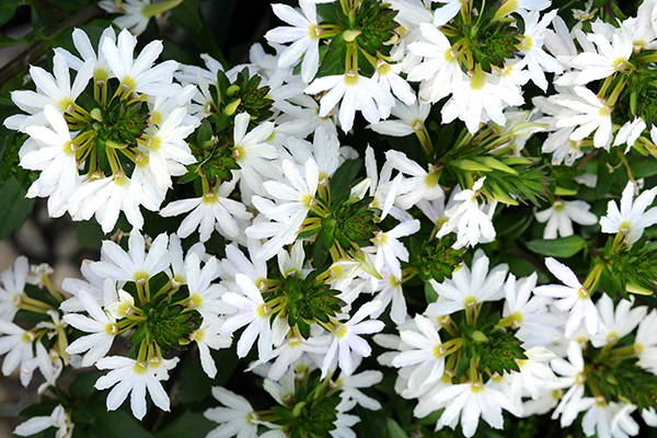 Scaevola White Sparkle