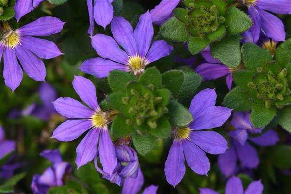 Scaevola Blue Brilliance