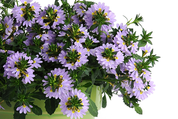 Bondi™ Scaevola