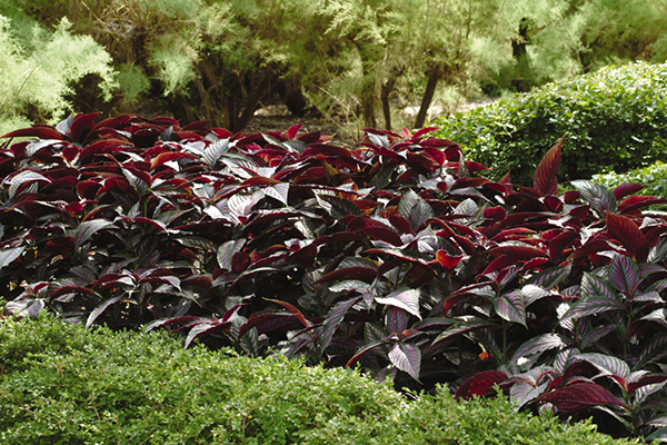 Strobilanthes Persian Shield