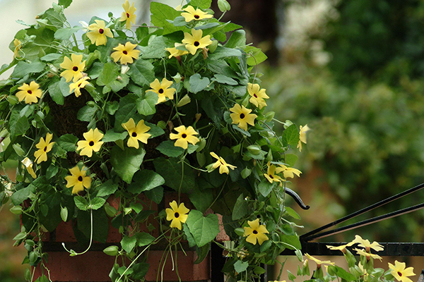 Sunny™ Thunbergia