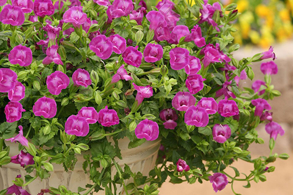 Summer Wave® Torenia