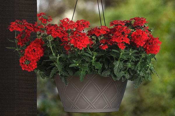 Firehouse™ Verbena