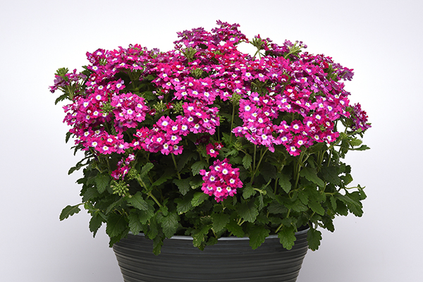 Cadet Upright™ Verbena