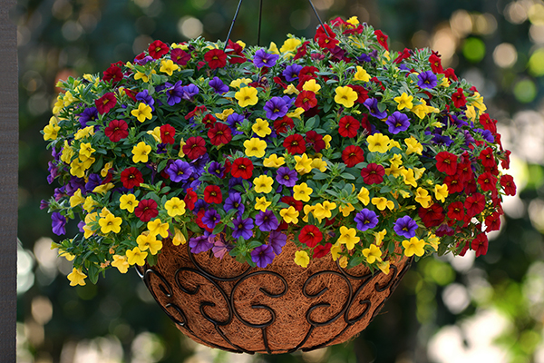 Cabaret® Calibrachoa