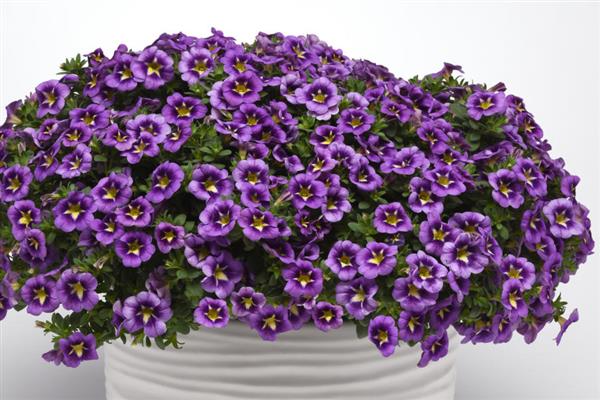 Calibrachoa Bumble Bee™ Blue