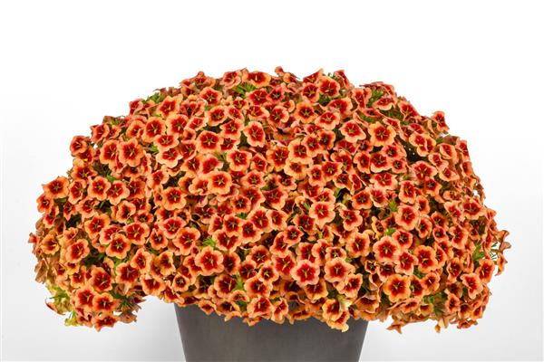 Calibrachoa Bumble Bee™ Orange