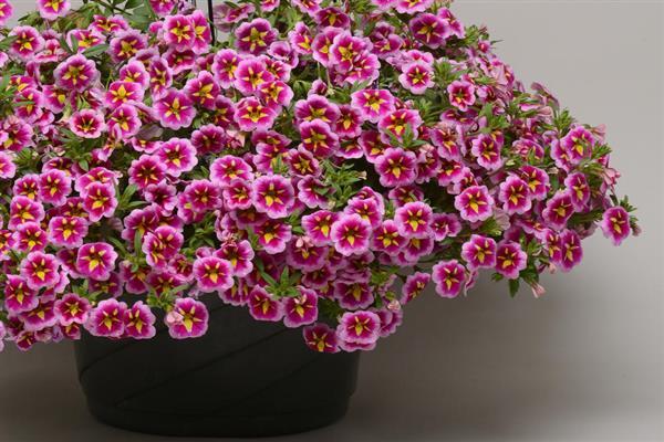 Calibrachoa Bumble Bee™ Pink