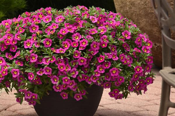 Calibrachoa Bumble Bee™ Hot Pink