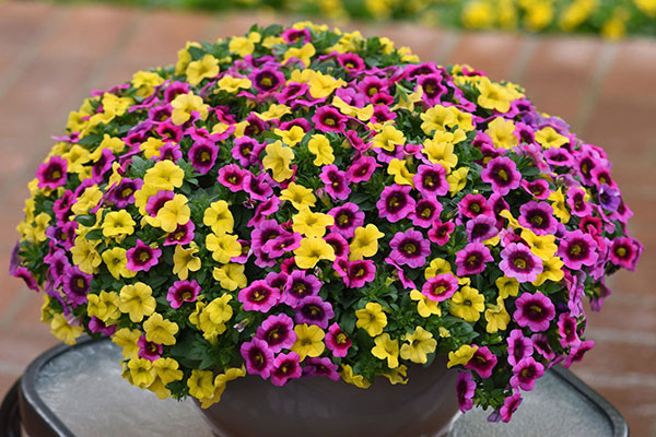 Conga™ Calibrachoa