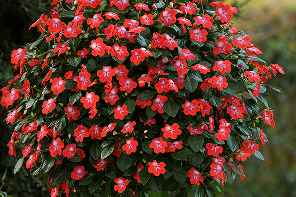 Patchwork™ Exotic Impatiens